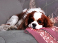 Cavalier king