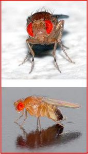 La Drosophila