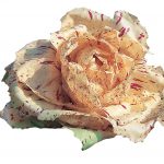 Radicchio di Castelfranco