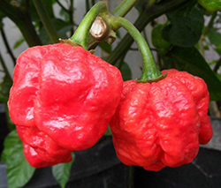 Trinidad Moruga Scorpion