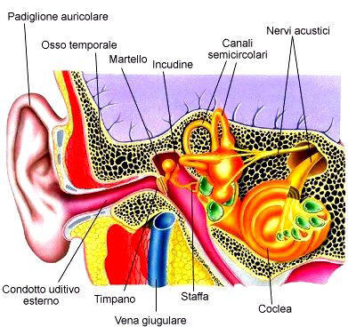 orecchio umano