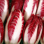 radicchio di treviso