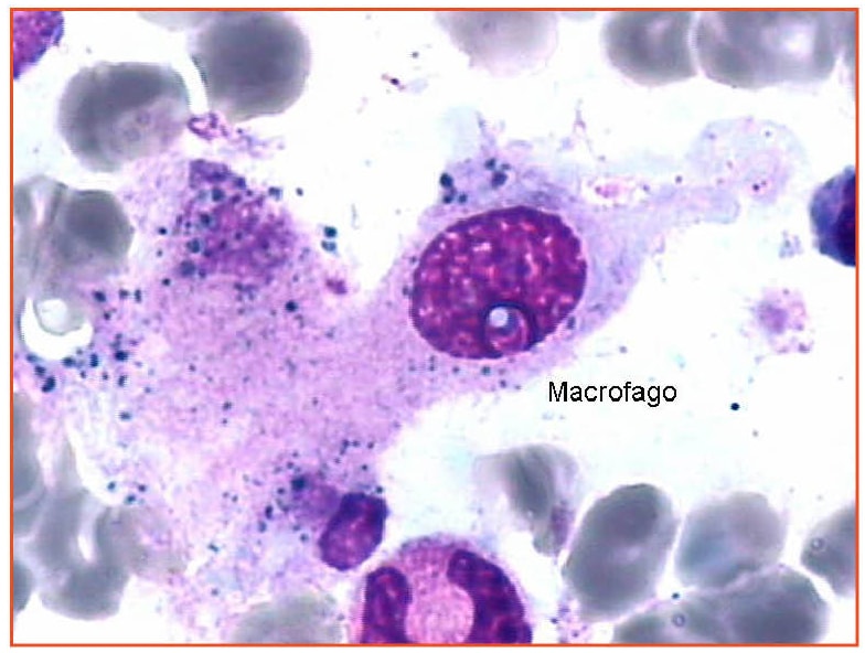 Cellule del sistema immunitario