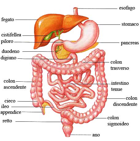 fermenti lattici