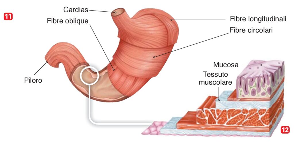 Stomaco