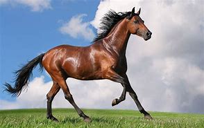 animali veloci cavallo