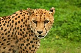 ghepardo animali veloci