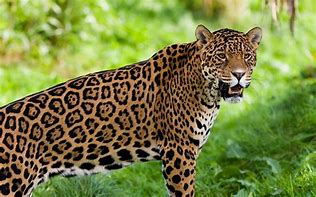 animali veloci giaguaro leone