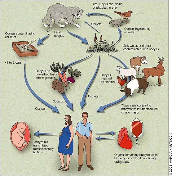 toxoplasmosi