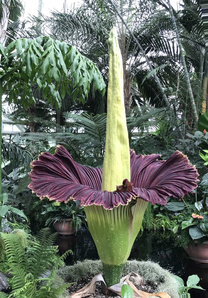 Fiori Amorphophallus titanum