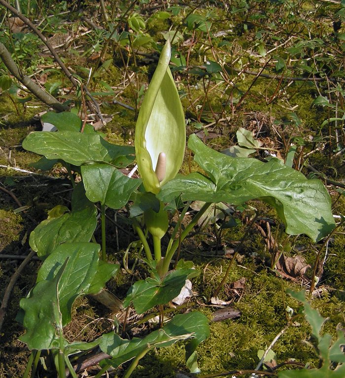 Fiori Arum maculatum 