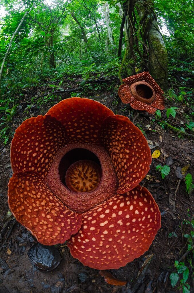 fiori Rafflesia arnoldii