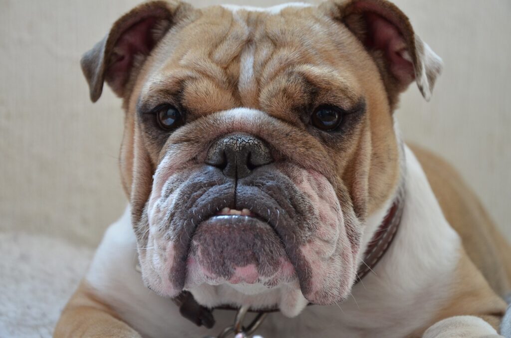 Bulldog inglese